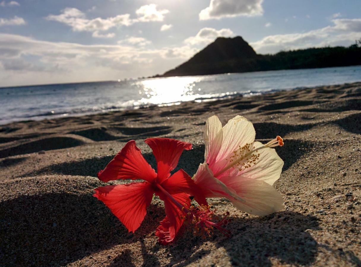 Howard Beach Resort Kenting Exterior foto Hibiscus flower on a beach